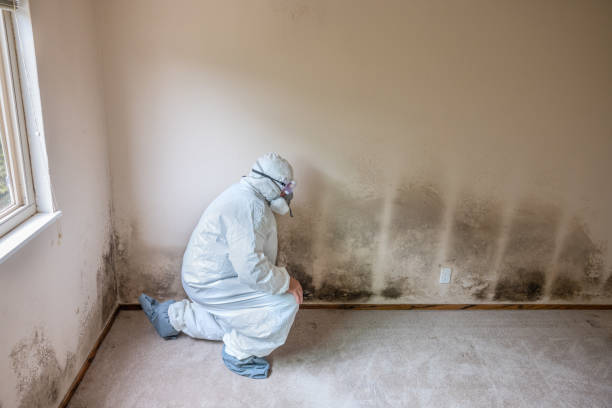 Best DIY Mold Remediation Support Services in Samson, AL